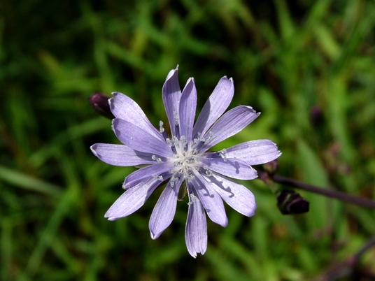 {Lactuca floridana}